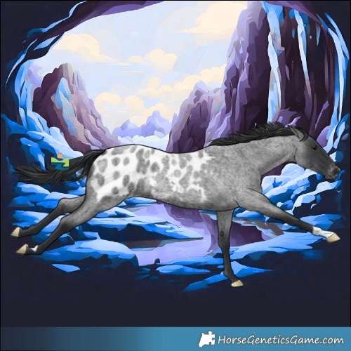 Horse Color:Blue Roan Appaloosa