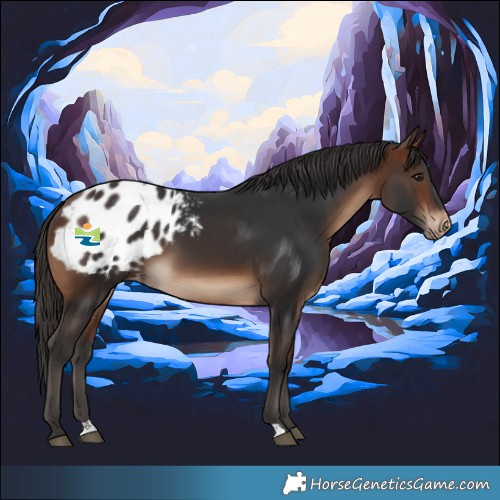 Horse Color:Brown Appaloosa 