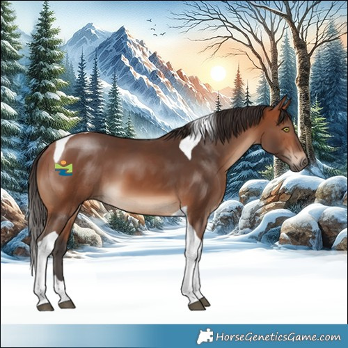 Horse Color:Bay Tobiano 