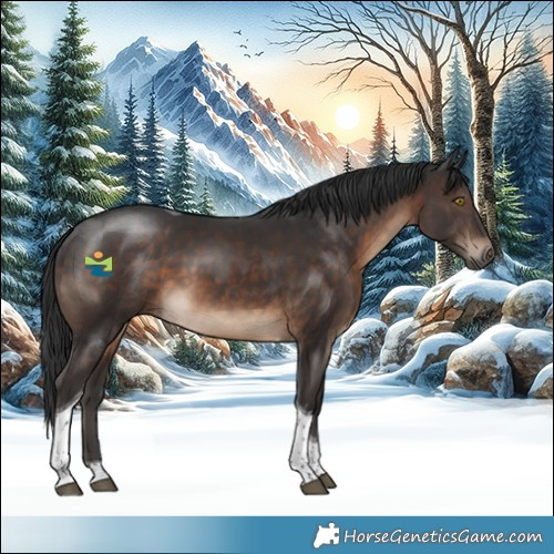 Horse Color:Brown Tobiano
