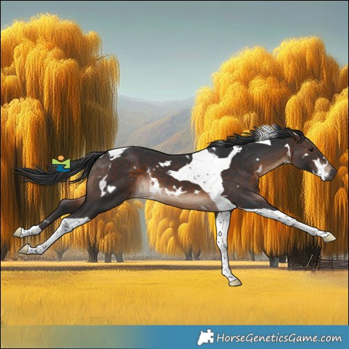 Horse Color:White Spotted Brown Tobiano