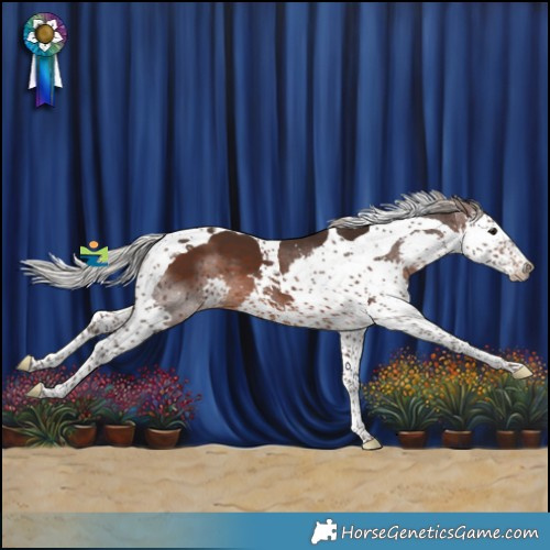 Horse Color:Silver Brown Splash Tobiano Appaloosa