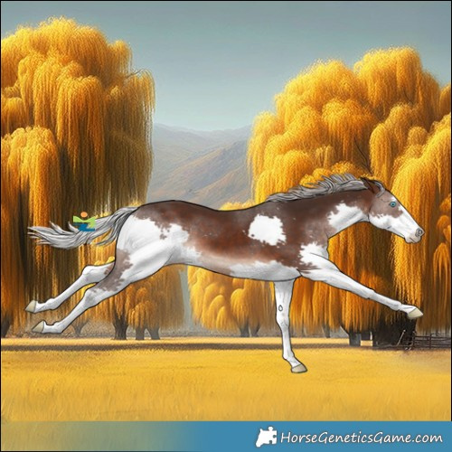 Horse Color:Silver Brown Splash