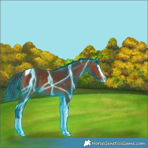 Horse Color:Thunderstruck Bay Splash Tobiano 