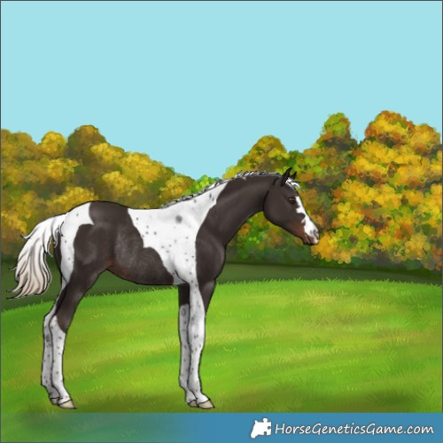 Horse Color:Liver Chestnut Tobiano Rabicano 