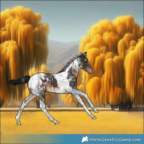 Horse Color:Brown Tobiano Appaloosa Rabicano  and Gray Brown Tobiano Appaloosa 