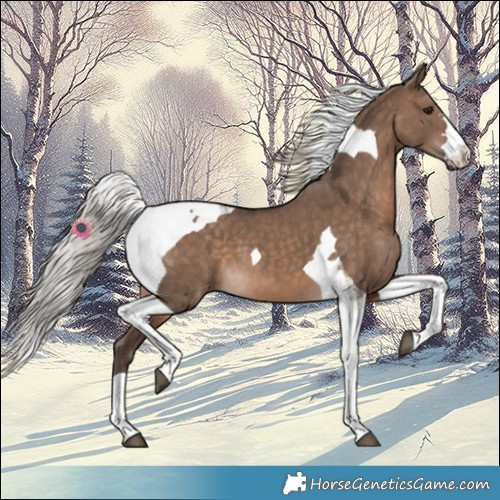 Horse Color:Silver Brown Dun Tobiano 