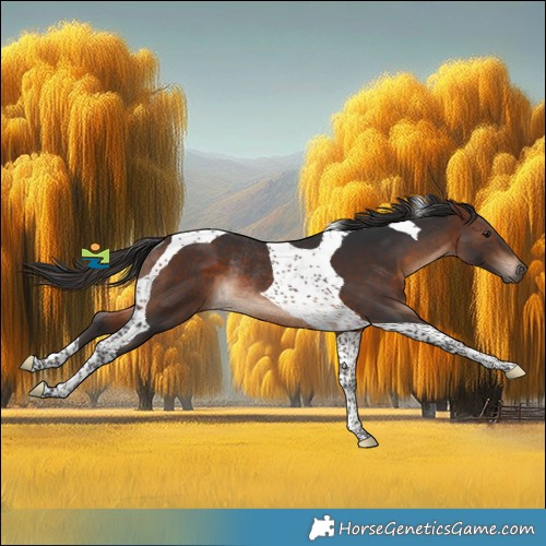 Horse Color:Brown Tobiano Rabicano