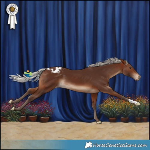 Horse Color:Silver Brown Appaloosa