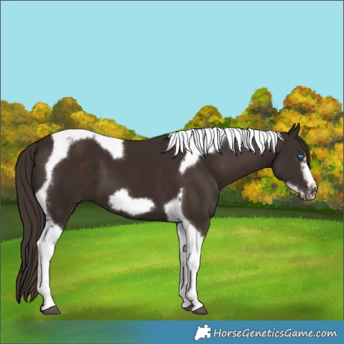 Horse Color:Liver Chestnut Tobiano Frame 