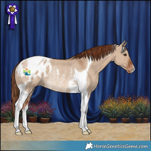 Horse Color:Red Dun Tobiano Appaloosa Rabicano