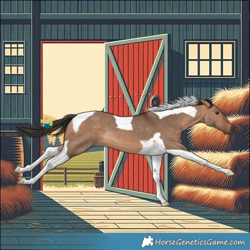 Horse Color:Bay Dun Tobiano