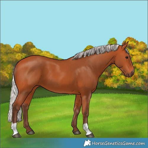 Horse Color:Silver Bay 