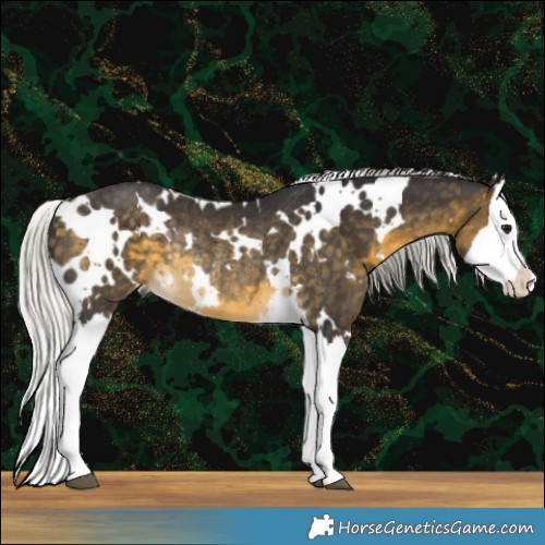 Horse Color:White Spotted Silver Buckskin Splash Rabicano 