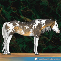 Horse Color:White Spotted Silver Buckskin Splash Rabicano