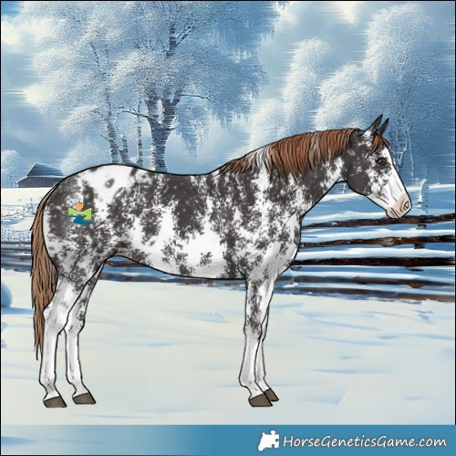 Horse Color:Liver Chestnut Sabino Splash Appaloosa