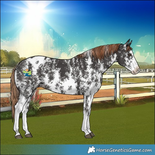 Horse Color:Liver Chestnut Sabino Splash Snowflake Varnish 
