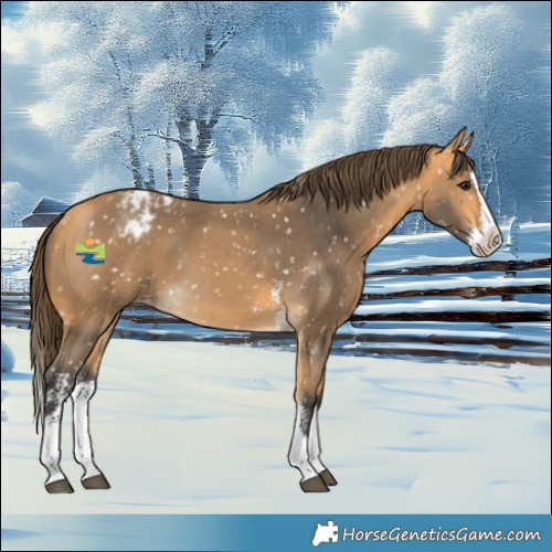 Horse Color:Buckskin Sabino Splash Snowflake Varnish