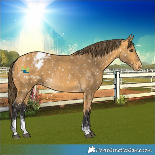 Horse Color:Buckskin Sabino Snowflake Varnish