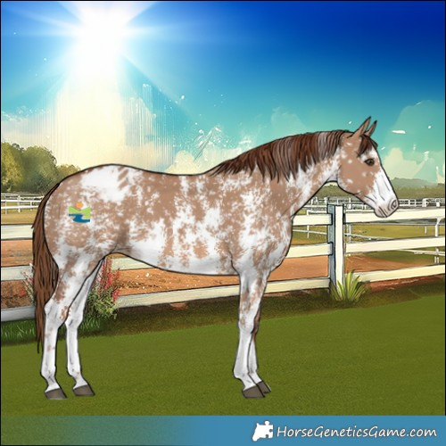 Horse Color:Red Dun Sabino Snowflake Varnish