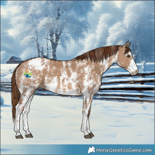 Horse Color:Red Dun Sabino Appaloosa 