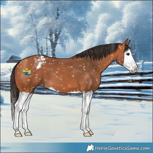 Horse Color:Bay Splash Snowflake Varnish