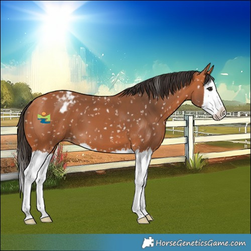 Horse Color:Bay Splash Snowflake Varnish 