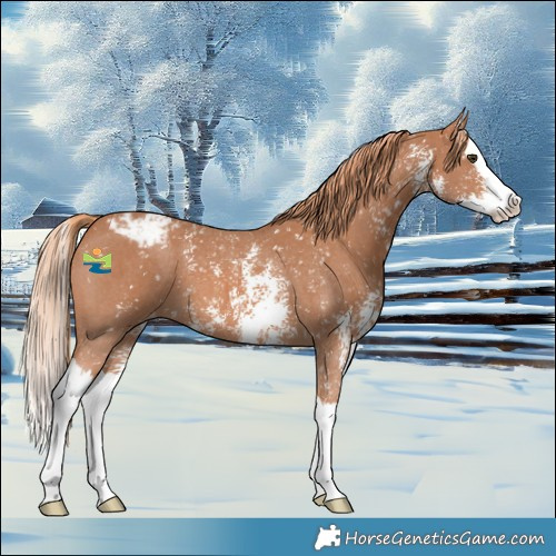 Horse Color:Chestnut Sabino Splash Snowflake Varnish
