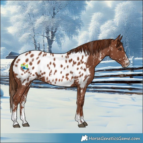 Horse Color:Chestnut Sabino Near Leopard