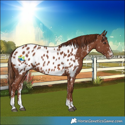 Horse Color:Chestnut Sabino Near Leopard