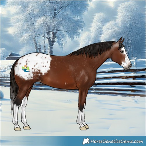 Horse Color:Gray Bay Splash Appaloosa 