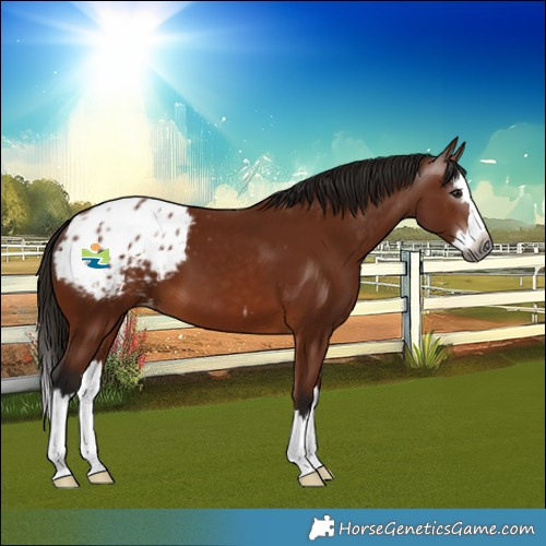 Horse Color:Gray Bay Splash Blanket 