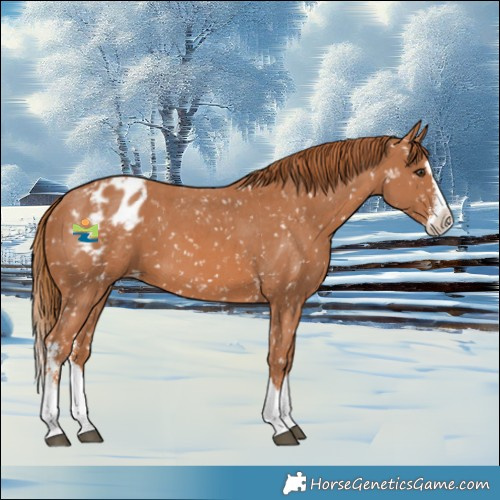 Horse Color:Chestnut Sabino Splash Blanket 