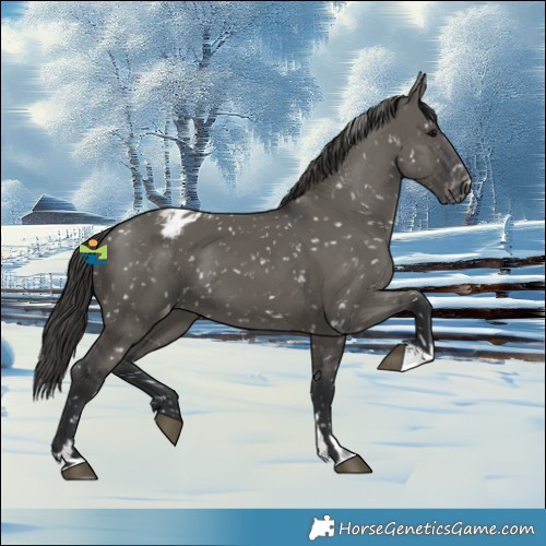 Horse Color:Grullo Snowflake Varnish 