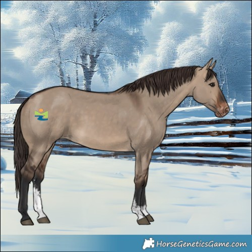Horse Color:Brown Dun Sabino Varnish