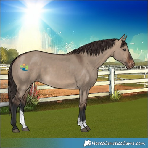 Horse Color:Brown Dun Sabino Varnish