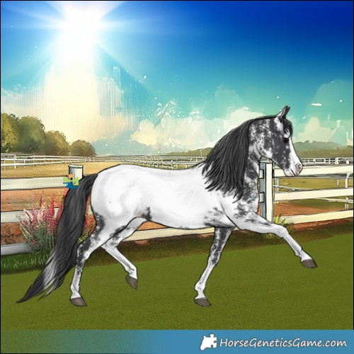Horse Color:Black Sabino Splash Near Fewspot