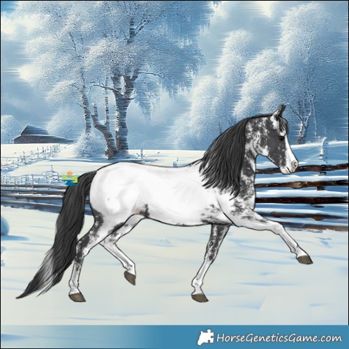 Horse Color:Black Sabino Splash Near Fewspot 