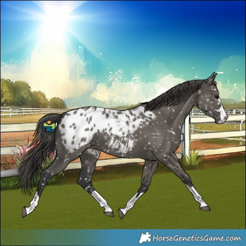Horse Color:Grullo Blanket 