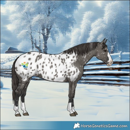 Horse Color:Grullo Splash Near Leopard 