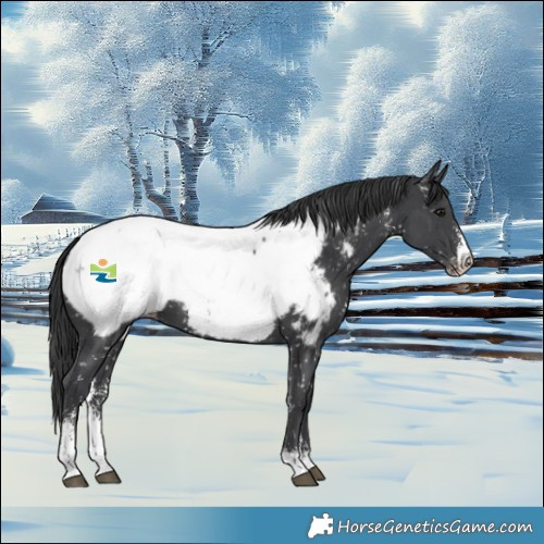 Horse Color:Black Sabino Near Fewspot