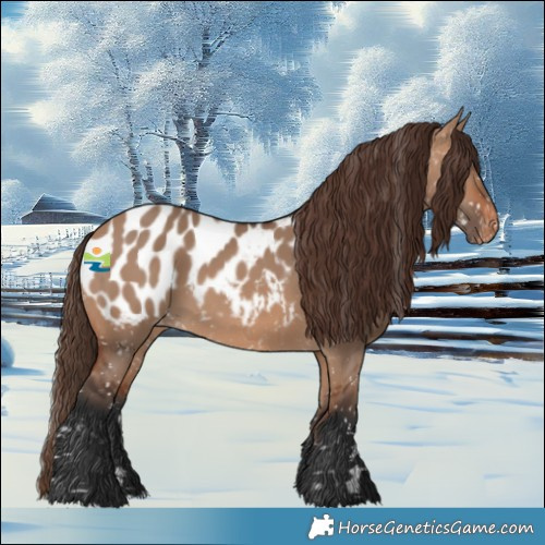 Horse Color:Bay Dun Appaloosa 
