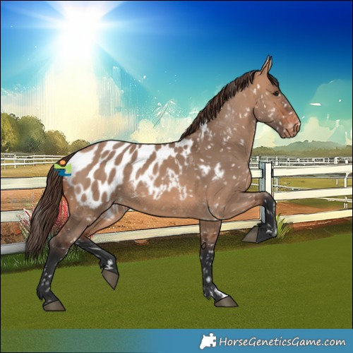 Horse Color:Bay Dun Blanket 