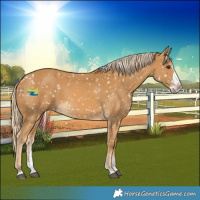 Horse Color:Palomino Sabino Splash Snowflake Varnish 