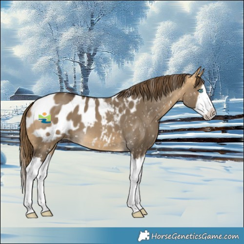 Horse Color:Buckskin Dun Splash Blanket 