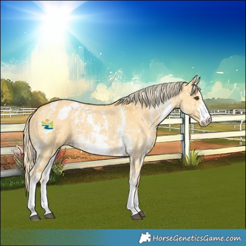 Horse Color:Palomino Dun Sabino Blanket 