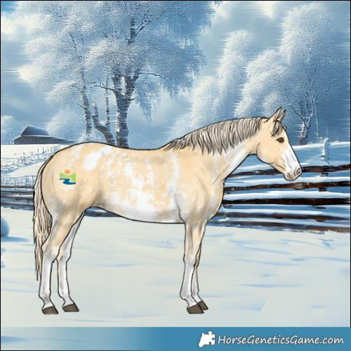 Horse Color:Palomino Dun Sabino Blanket