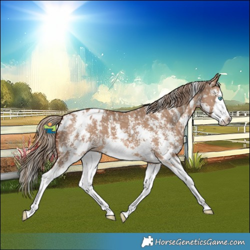 Horse Color:Red Dun Sabino Splash Blanket