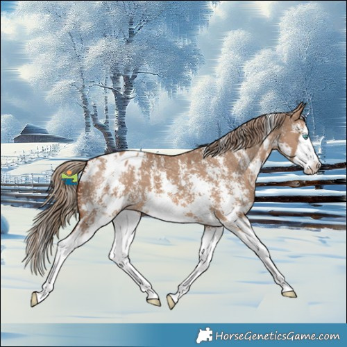 Horse Color:Red Dun Sabino Splash Blanket 