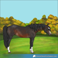 Horse Color:Brown 